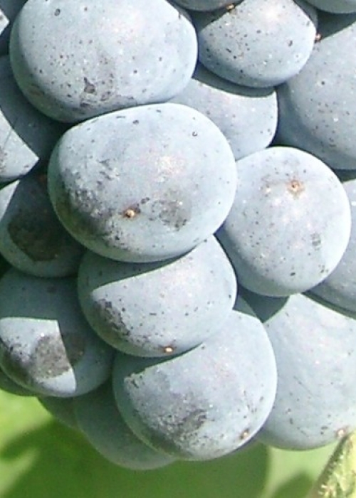 Hegel Beeren 6